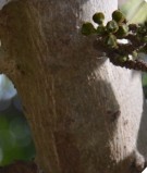 Live Plant Image