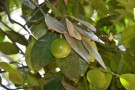 Live Plant Image