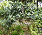 Live Plant Image