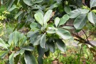 Live Plant Image