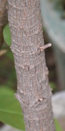 Live Plant Image