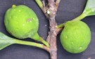 Live Plant Image