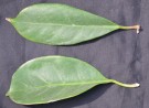 Live Plant Image