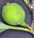 Live Plant Image