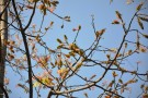 Live Plant Image