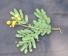 Live Plant Image