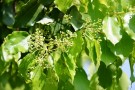 Live Plant Image