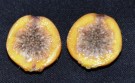 Live Plant Image