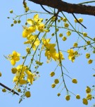 Live Plant Image