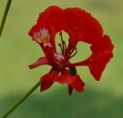 Live Plant Image