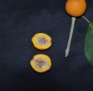 Live Plant Image