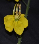 Live Plant Image