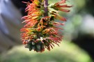 Live Plant Image