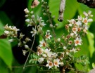 Live Plant Image