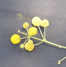 Live Plant Image