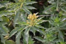 Live Plant Image
