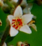 Live Plant Image