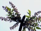 Live Plant Image