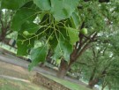 Live Plant Image