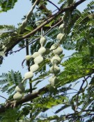 Live Plant Image
