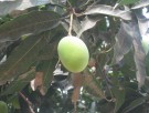 Live Plant Image