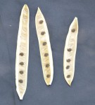 Live Plant Image