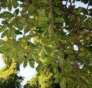 Live Plant Image