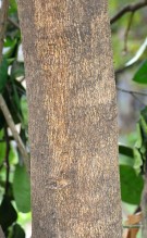 Live Plant Image