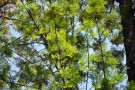 Live Plant Image