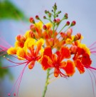 Live Plant Image