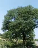 Live Plant Image