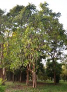 Live Plant Image