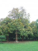 Live Plant Image