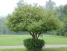 Live Plant Image