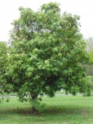 Live Plant Image
