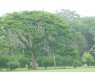Live Plant Image