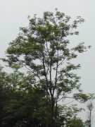 Live Plant Image