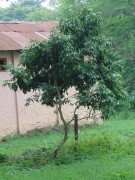 Live Plant Image