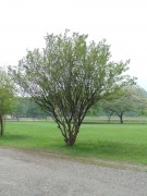 Live Plant Image