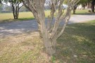 Live Plant Image
