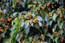 Live Plant Image