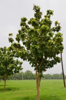 Live Plant Image