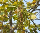 Live Plant Image