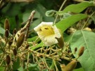 Live Plant Image