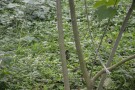 Live Plant Image
