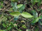 Live Plant Image