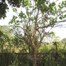 Live Plant Image