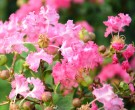 Live Plant Image