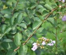 Live Plant Image