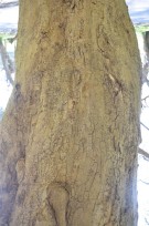 Live Plant Image